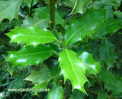 hoja de acebo