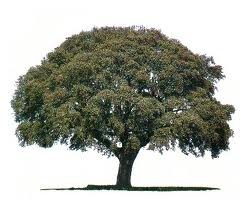 encina