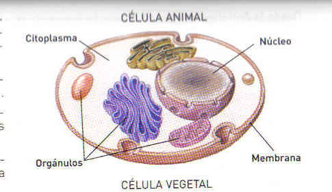 celula animal
