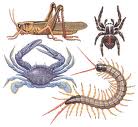 EJERCICIOS INVERTEBRADOS