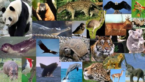 Resultado de imagen de animales en peligro de extincion en el mundo entero