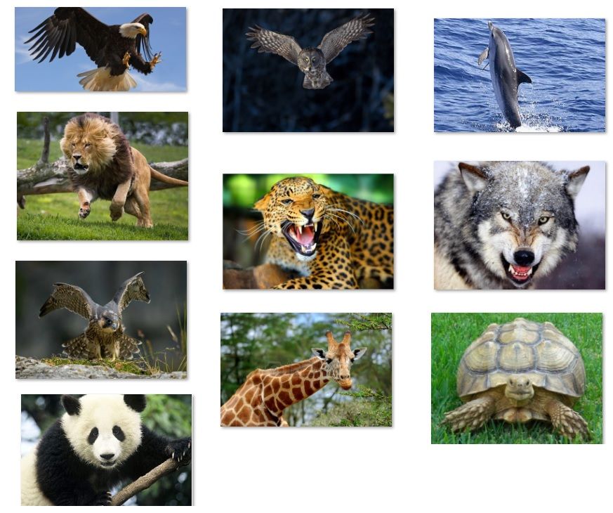 Resultado de imagen de animales salvajes