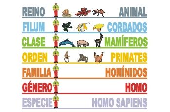 Resultado de imagen para clasificacion zoológica humanos