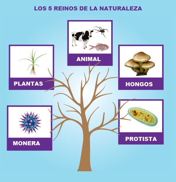 Reinos De La Naturaleza Los 5 Reinos De Los Seres Vivos