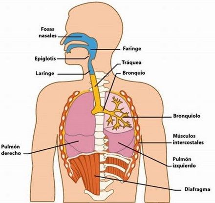 partes del sistema respiratorio