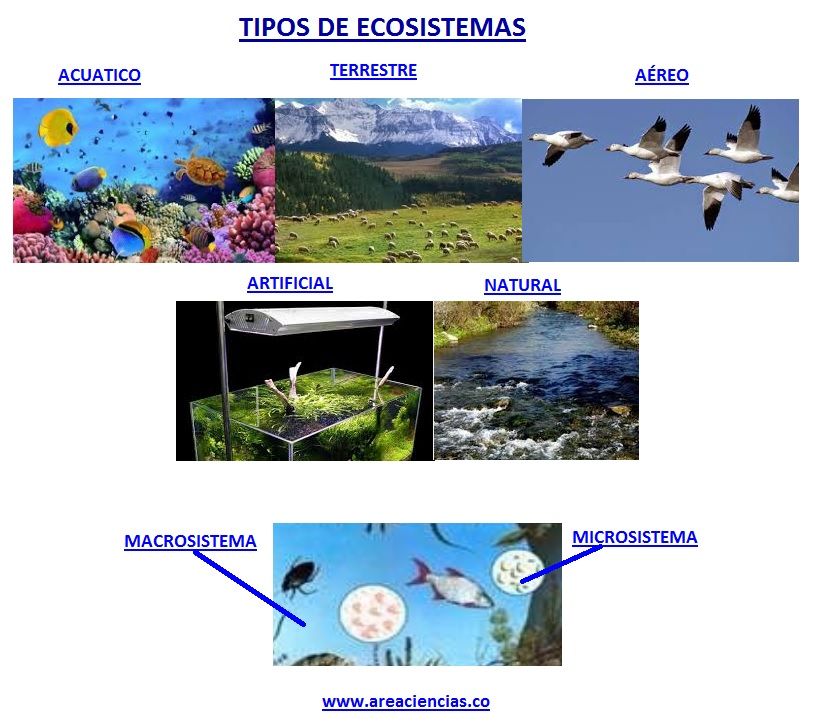 Lista 100 Foto Clasificacion De Los Ecosistemas Y Sus Principales