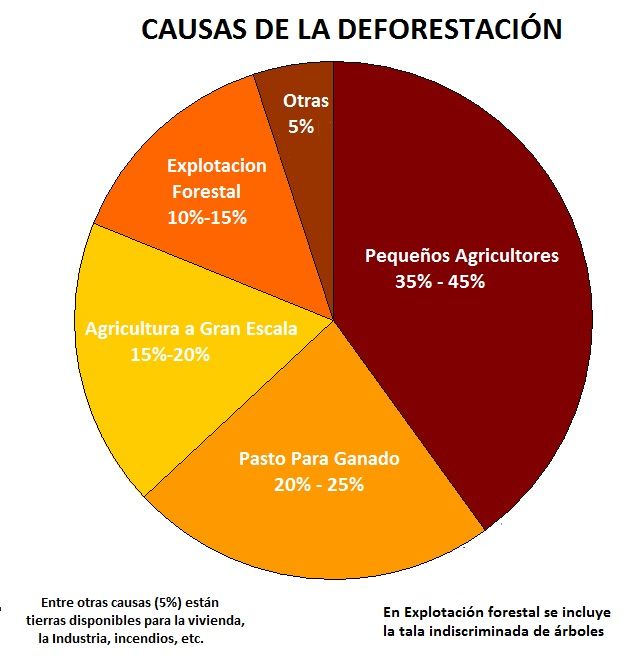 causas de la deforestacion