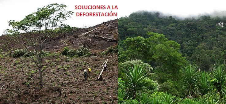 soluciones a la deforestacion
