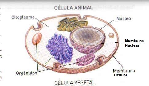 Resultado de imagen para celula animal y sus partes