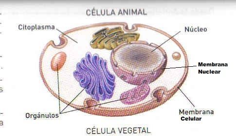 las celulas