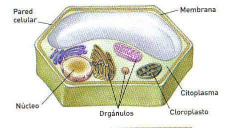 Resultado de imagen para celula vegetal y sus partes