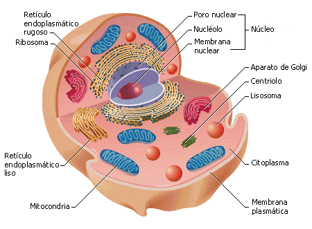 Resultado de imagen para celula eucariota y sus partes para niños