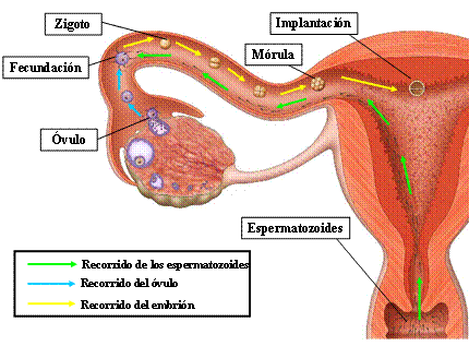 Resultado de imagen para fecundacion humana