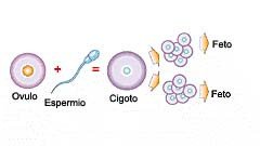 diferencia entre gemelos y mellizos