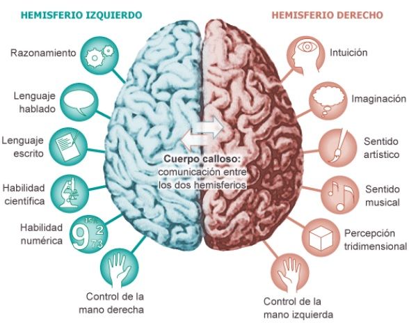 Resultado de imagen para hemisferios cerebrales partes