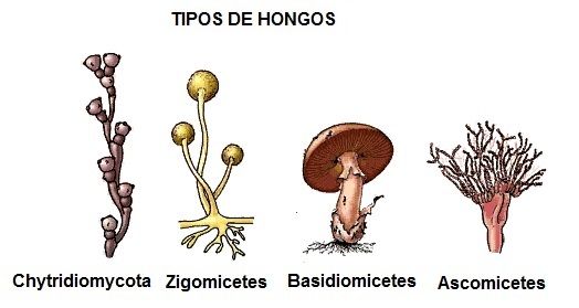 Resultado de imagen para Hongos