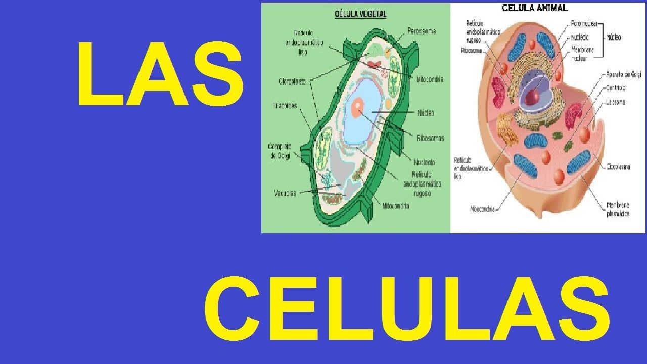 Las Células Que Son Y Tipos De Células