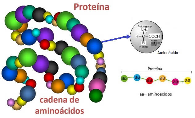 Resultado de imagen para proteínas son moléculas