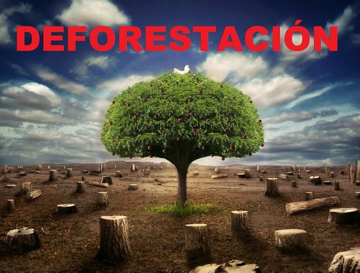 deforestacion