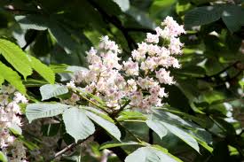 flor del castaño