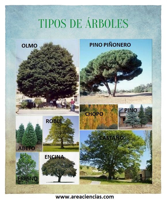 tipos de arboles