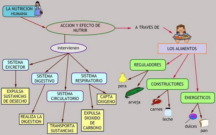 alimentos y nutricion