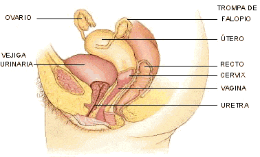 órgano reproductor femenino