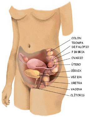 sistema reproductor mujer