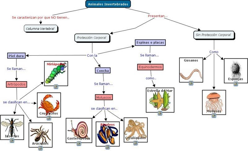 invertebrados