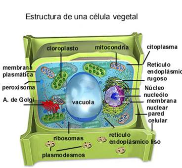 celula eucariota vegetal