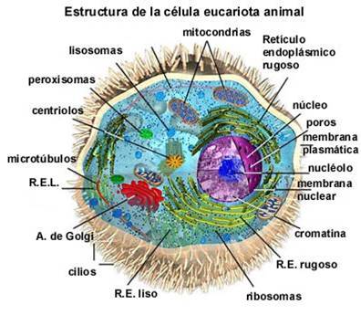  Celula Eucariota y sus Partes Aprende Facil