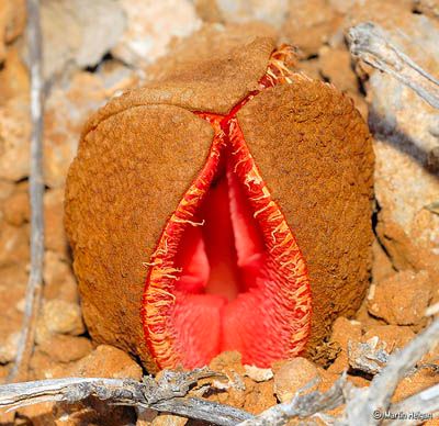 hydnora africana