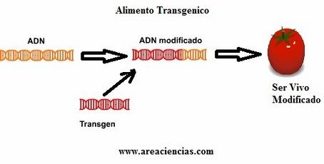 alimento transgenico