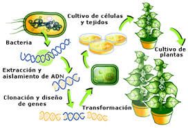 que es un alimento transgenico