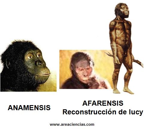 anamensis afarensis