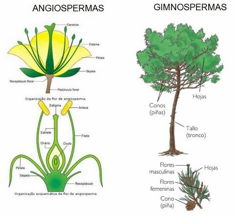 angiospermas y gimnospermas