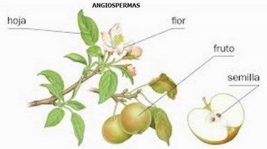 angiospermas