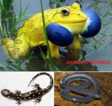 animales anfibios