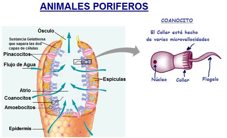 animales poriferos