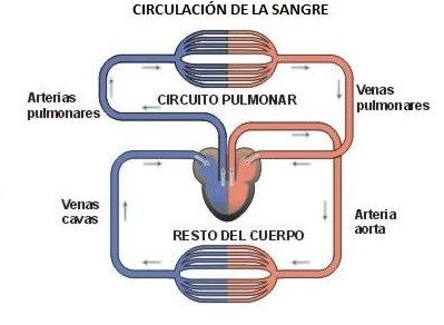 circulacion aparato circulatorio humano