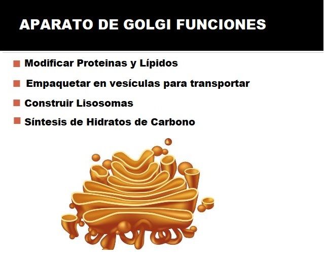 aparato de golgi función