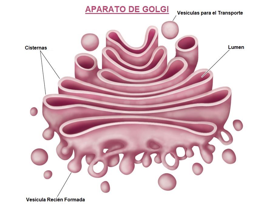 aparato de Golgi