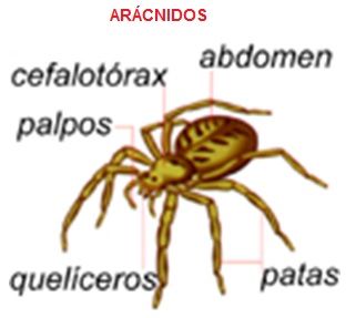 aracnidos