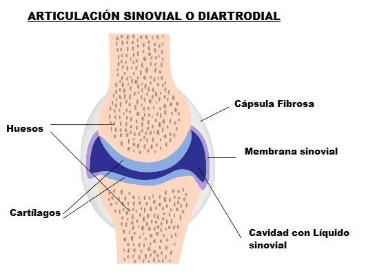 articulacion diartrodial