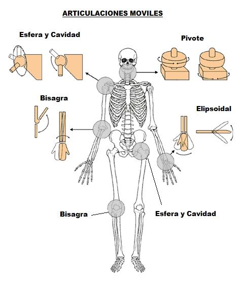 Articulaciones del Cuerpo Humano - Areaciencias