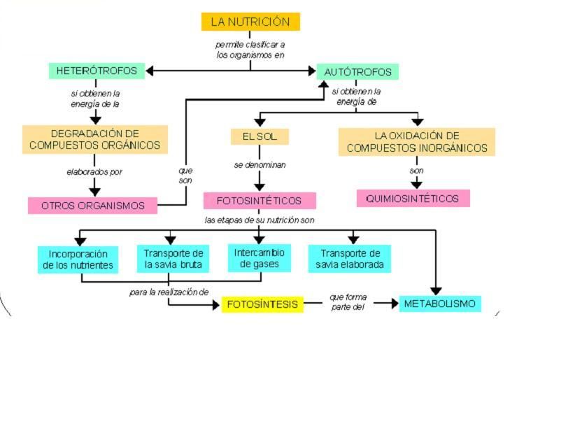 autotrofo y heterotrofo