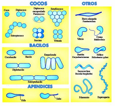 bacterias formas
