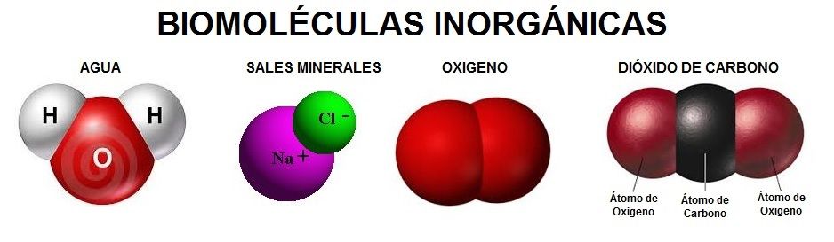 Ejemplos de biomoléculas orgánicas