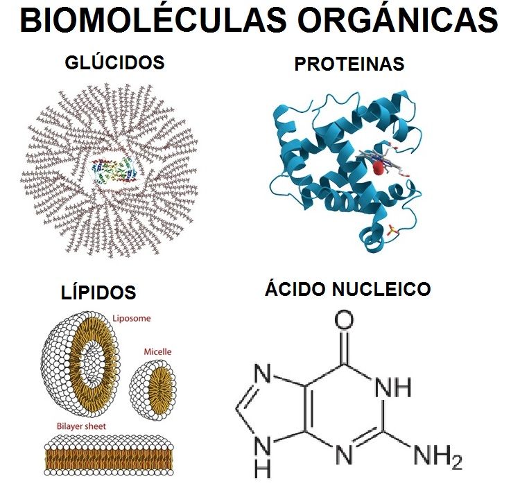 biomoleculas organicas