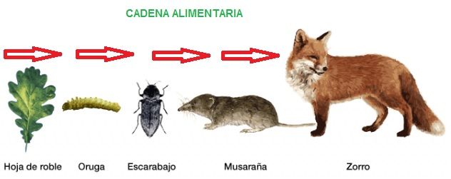 cadena alimentaria